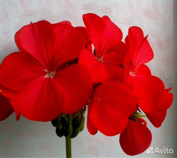 Пеларгония (герань)