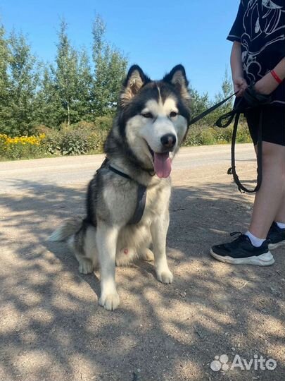 Собака в добрые руки хаски молодая