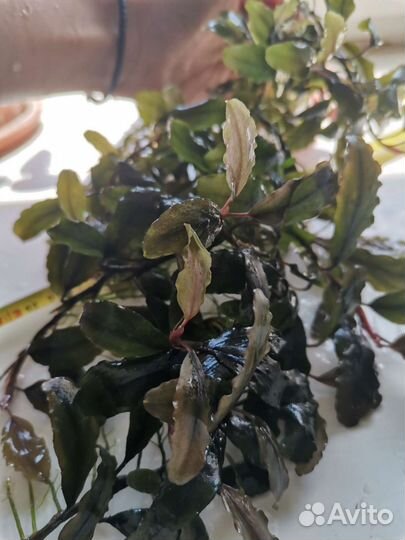 Буцефаландра, папоротники индийский и тайландский