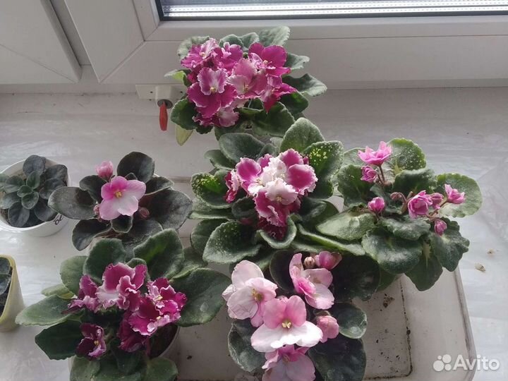 Фиалки,герань несколько сортов