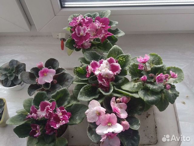 Фиалки,герань несколько сортов