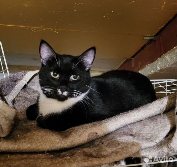 Котик заболел Фип от тоски. никто не усынов. Приют