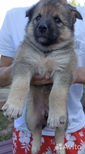 Отдам щенков на охрану