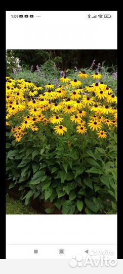 МАК многолетний. Хризантемы