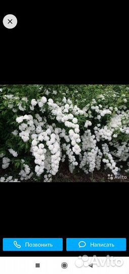 Спирея- живой забор, продам саженцы