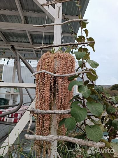 Морское дерево, дрифтвуд, палочки для декора