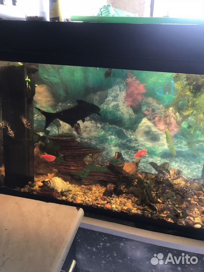 Аквариум