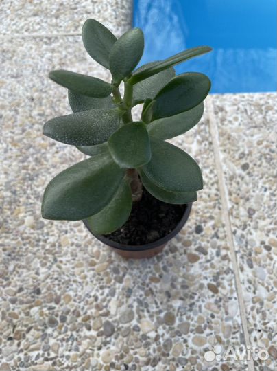 Суккуленты