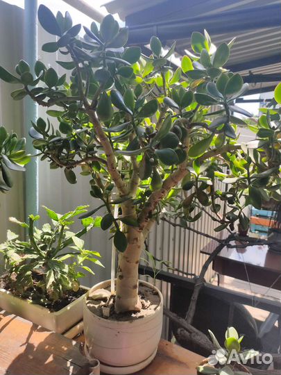 Толстянка денежное дерево