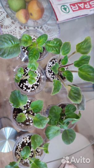 Сортовые фиалки