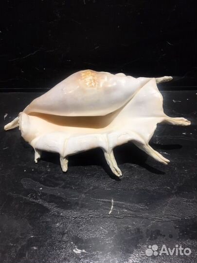 Раковина морская большая