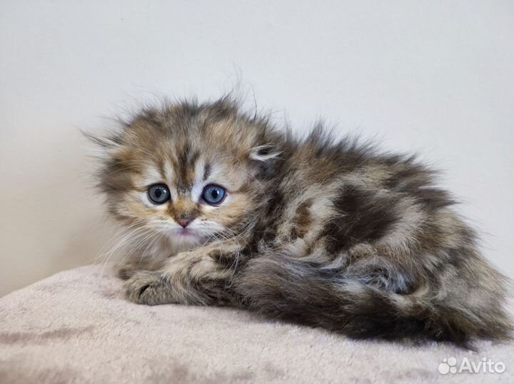 Шотландская вислоухая кошечка