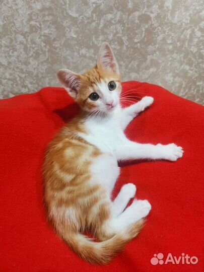 Котенок в добрые руки