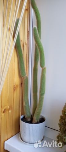 Кактусы и суккуленты