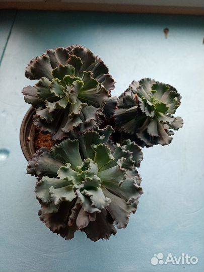 Редкие суккуленты