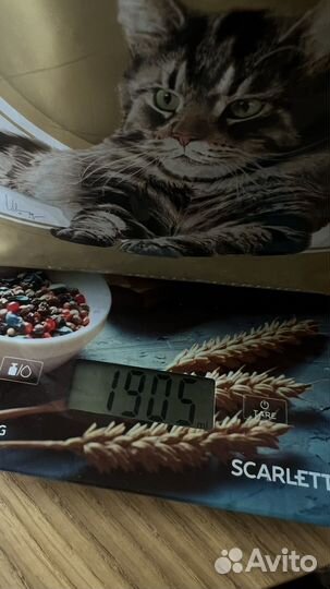 Корм для мейн кунов Royal Canin