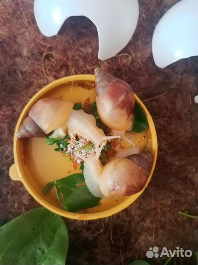 Улитки ахатины