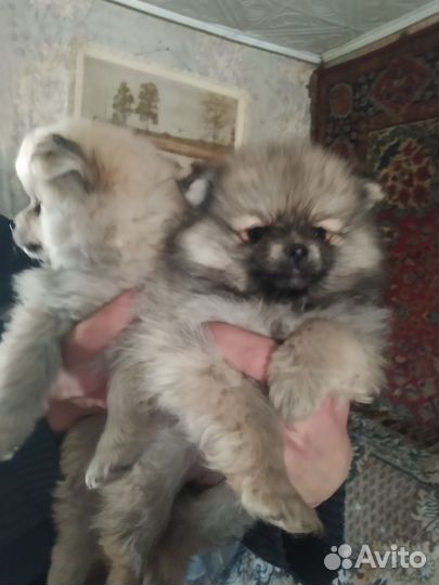 Малый немецкий шпиц