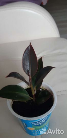 Растения комнатные