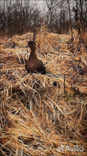 Подсадные утки, охота с манной(круговой) уткой