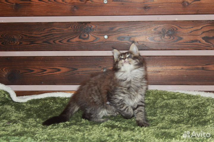 Котик мейн-кун
