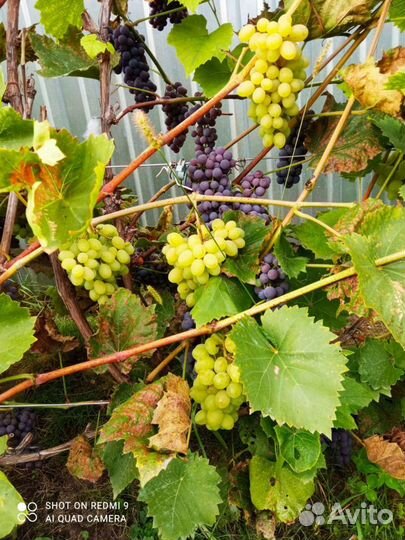 Саженцы винограда