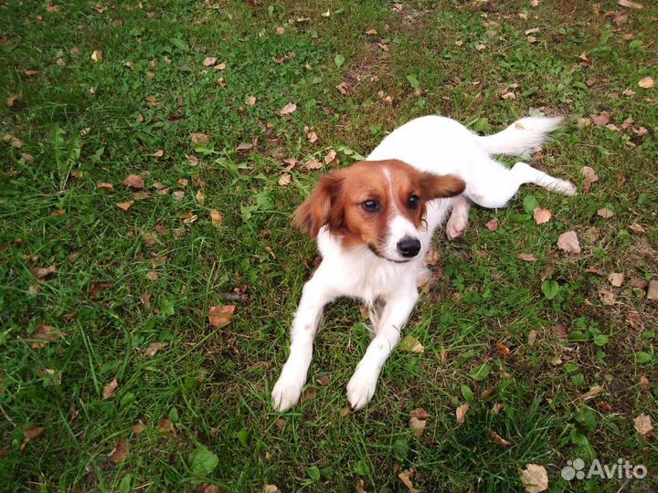 Собака в добрые руки