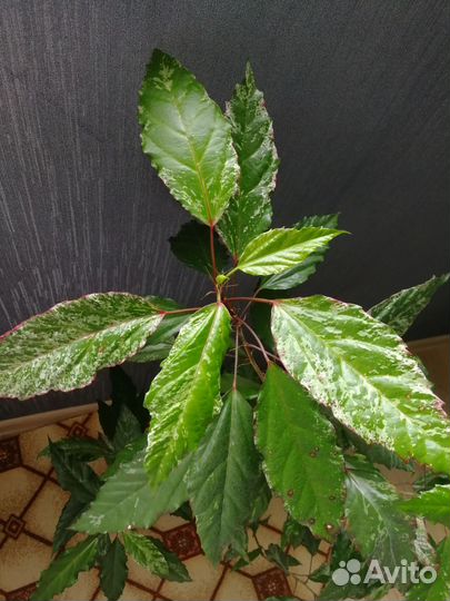 Гибискус Купера