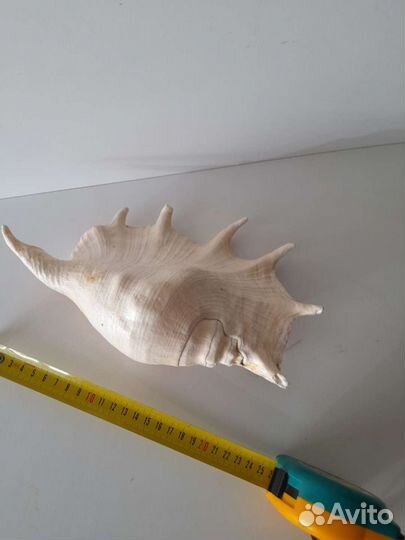 Морские раковины и звезда