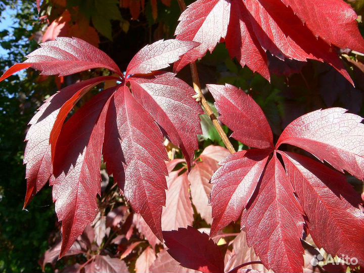 Девичий виноград пятилистный