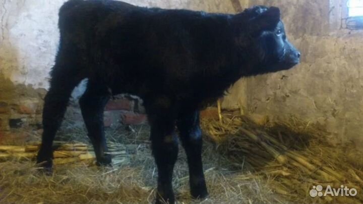 Быки на откорм мясного направления