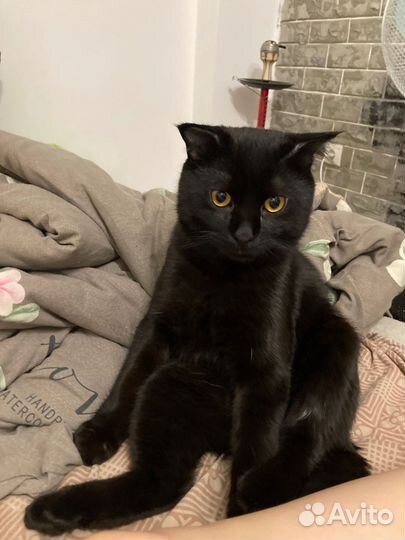 Кот вислоухий бесплатно