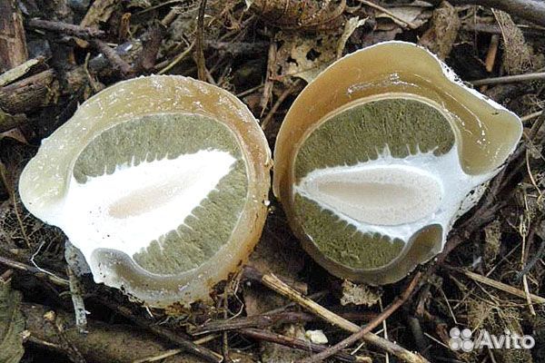 Гриб веселка