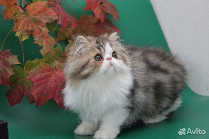 Персидская кошка