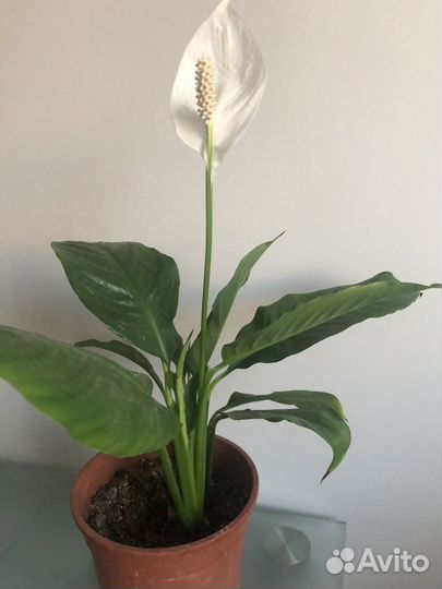 Спатифилум