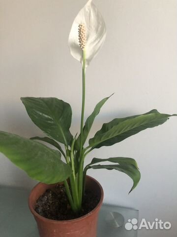 Спатифилум