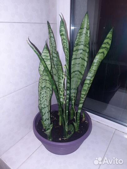 Щучий хвост Сансевиерия