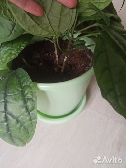 Клеродендрум томпсон