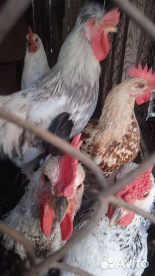 Куры петухи