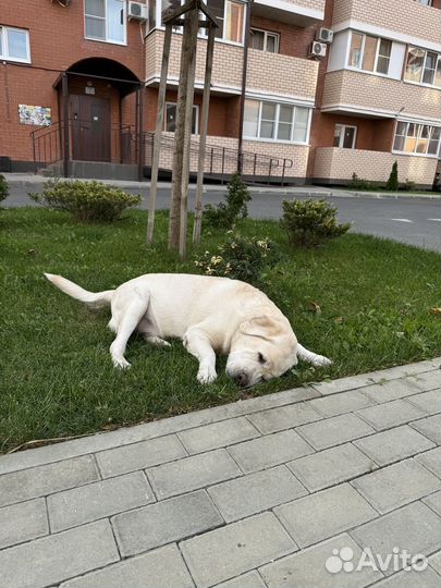 Отдам собаку в добрые руки