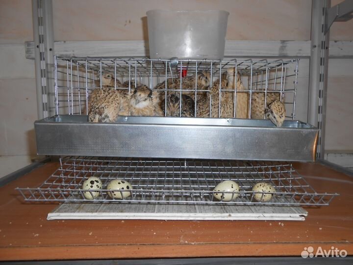 10 перепелов-несушек с клеткой