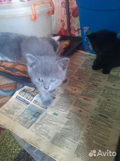 Котята отдам в добрые руки бесплатно