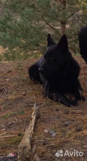 Немецкая овчарка вязка