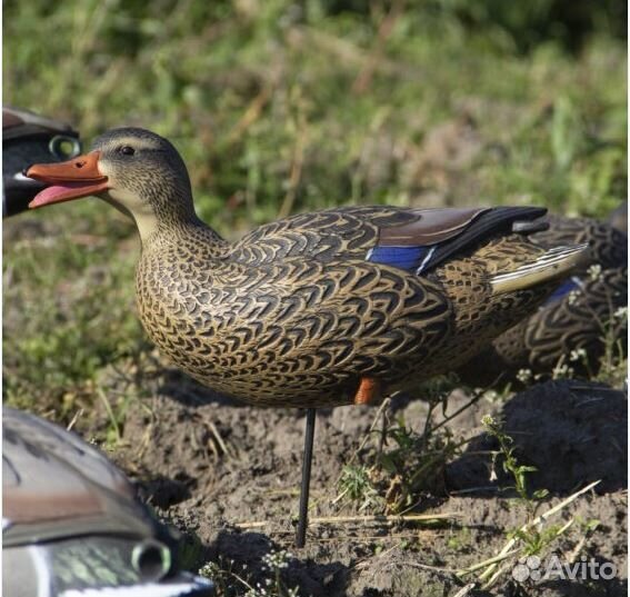 Комплект чучел Кряква полевая Live с сумкой Final