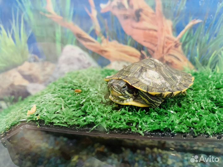 Черепаха с аквариумом