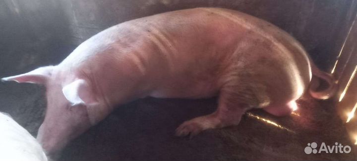 Поросенок ландрас