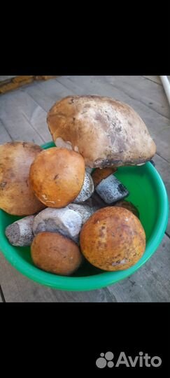 Грибы свежие подосиновики и подберезовики