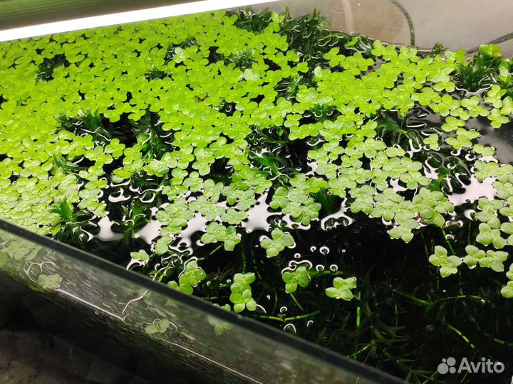 Растения для аквариума. Пистия