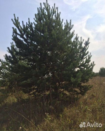 Кедр Сибирский