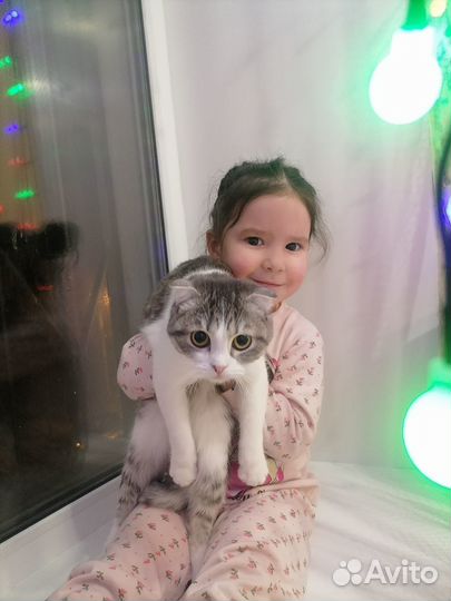 Кошечка в добрые руки